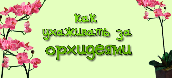 Орхидеи. Как правильно ухаживать за орхидеями. Уход, поливка, пересадка, подрезка