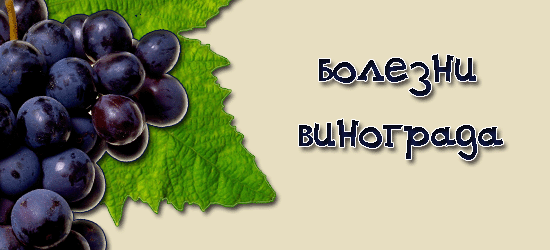 Виноград. Болезни и повреждения винограда. Листовертка, моль, град, зудень, трипсы