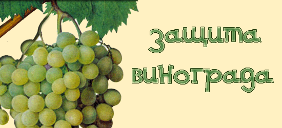 Секреты виноградарства. Защита винограда от болезней